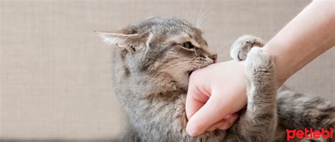 kediler neden parmak ısırır